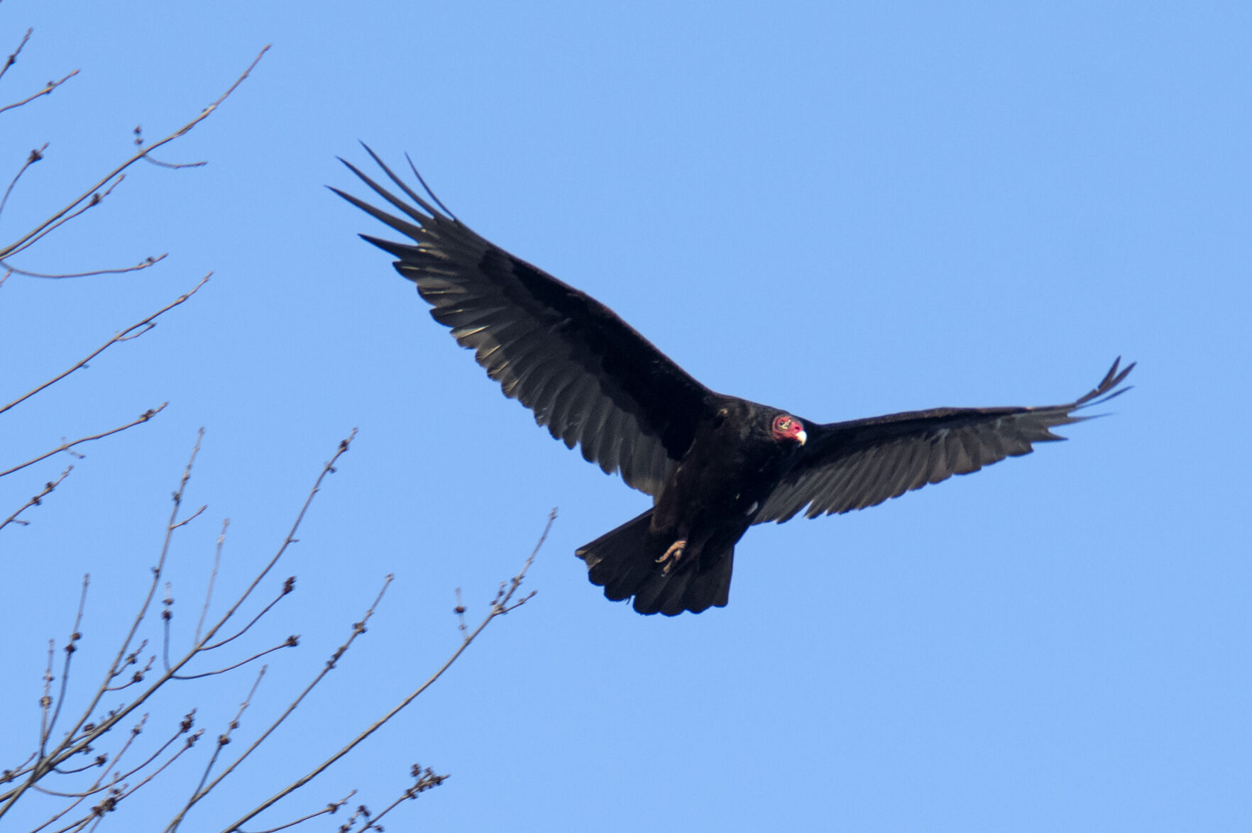 Turkey vultures inch closer and closer to Siouxland | Columnists: Nick Hytrek 1 Turkey vulture travails